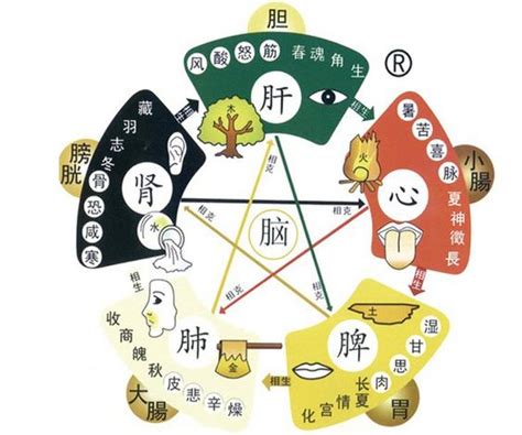 五臟對應表|中醫知識 